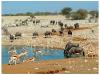 Africa Nature Animals (50)